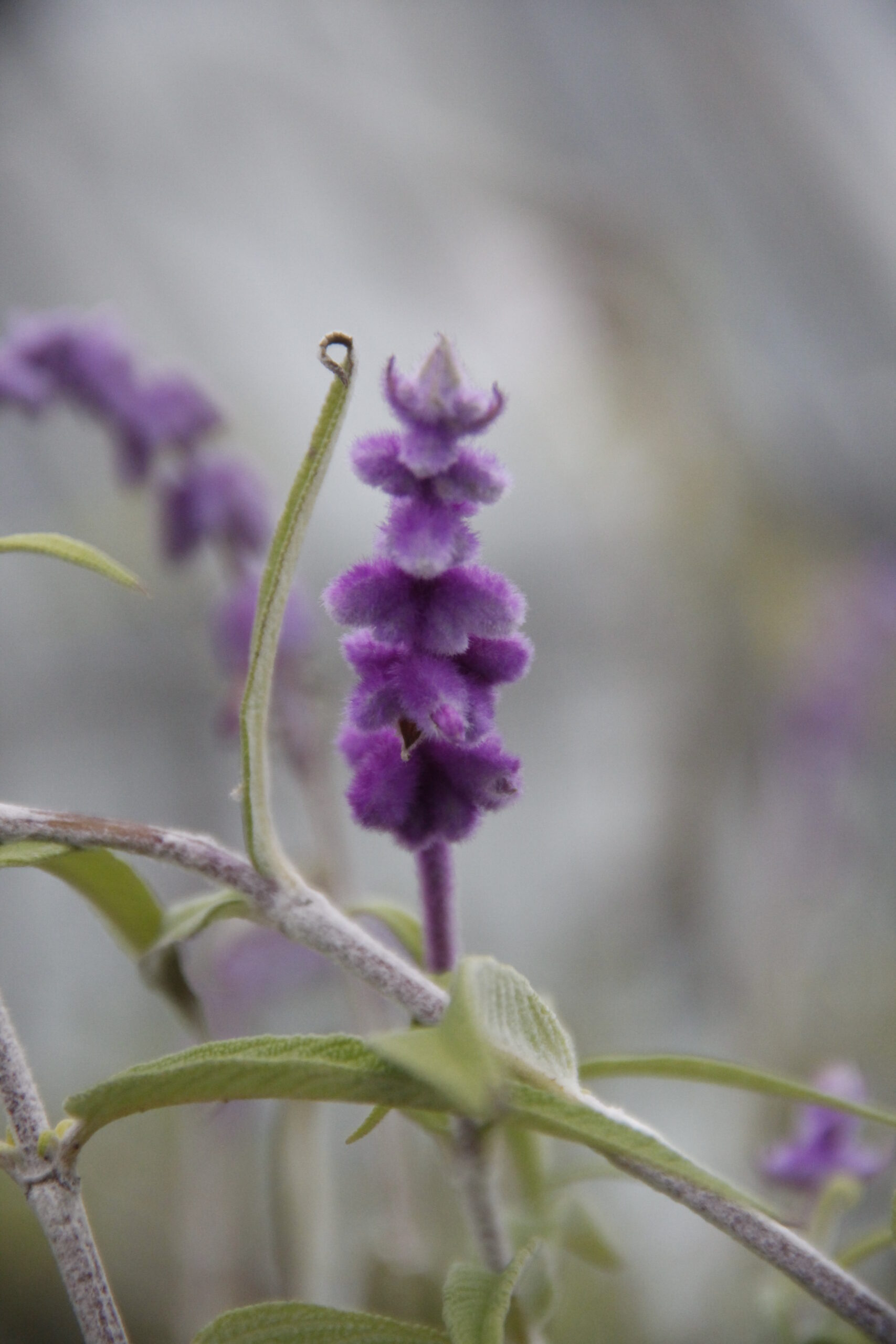 Samtsalbei_Salvia_leucantha_Blüte_1